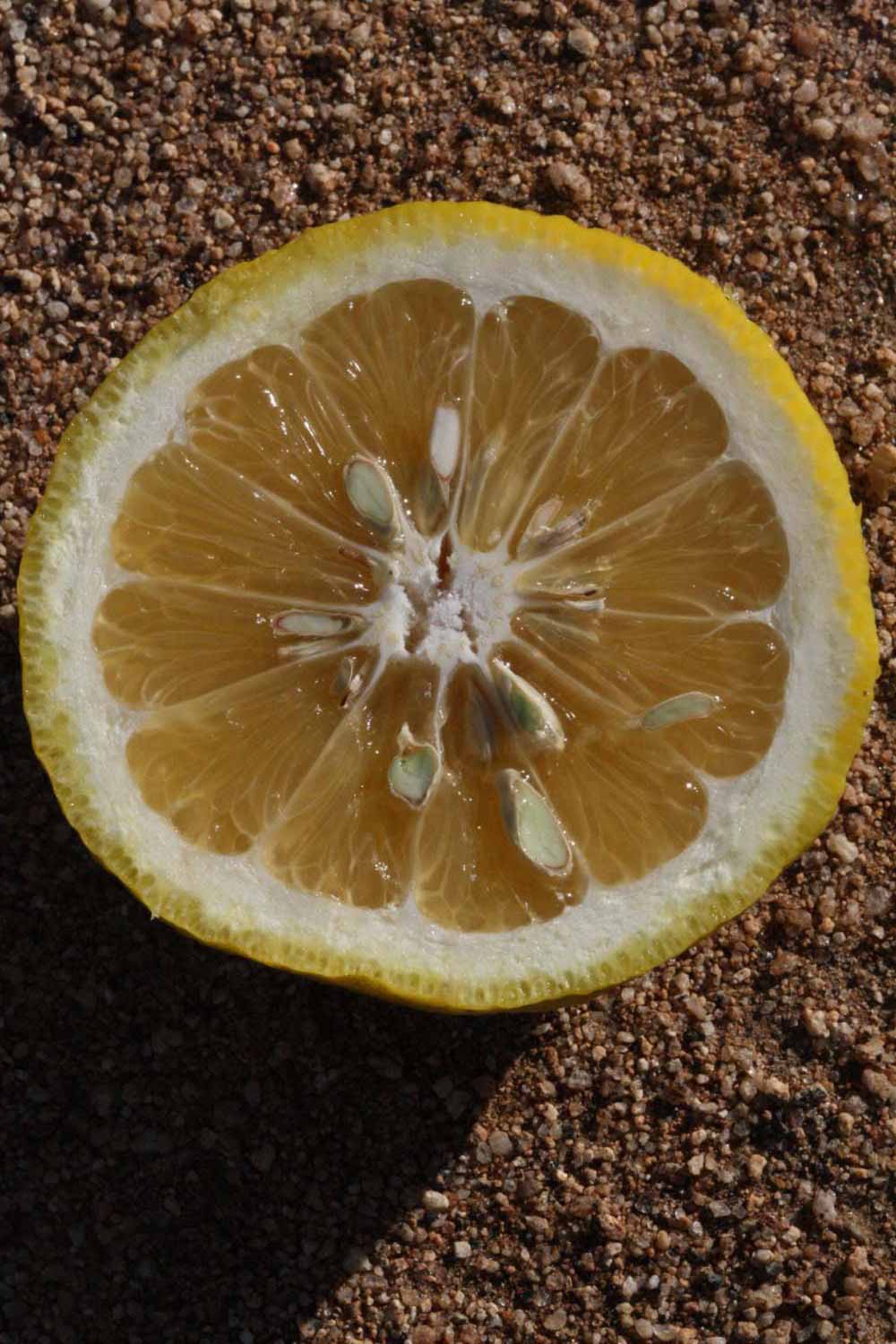              Fruit cross-section (Riverside, CA)       